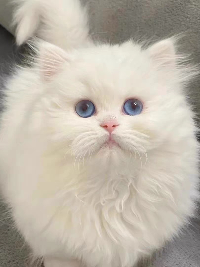 猫舍直销,批发价出售,长毛英短猫